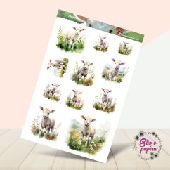 Jehňátka | Samolepky do diáře